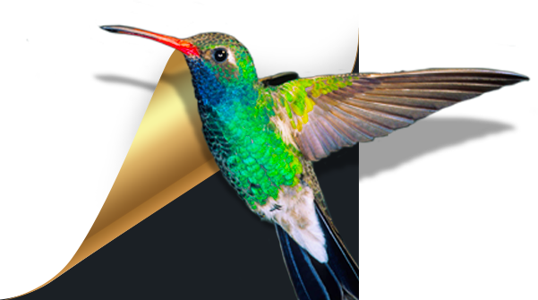 小鸟壁纸(原360壁纸) 小鸟壁纸(原360壁纸)