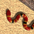 真蛇自然狩猎游戏下载