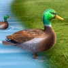 真正的鸭子生活模拟器3D下载