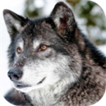 野狼模拟器免费手机版