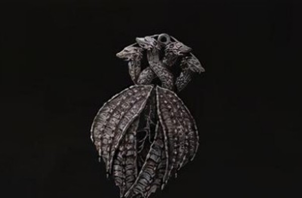 艾尔登法环传说护符获取攻略_艾尔登法环传说护符如何获取