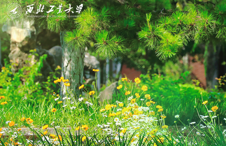 西北工业大学平台