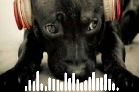 舔狗音乐app手机最新版